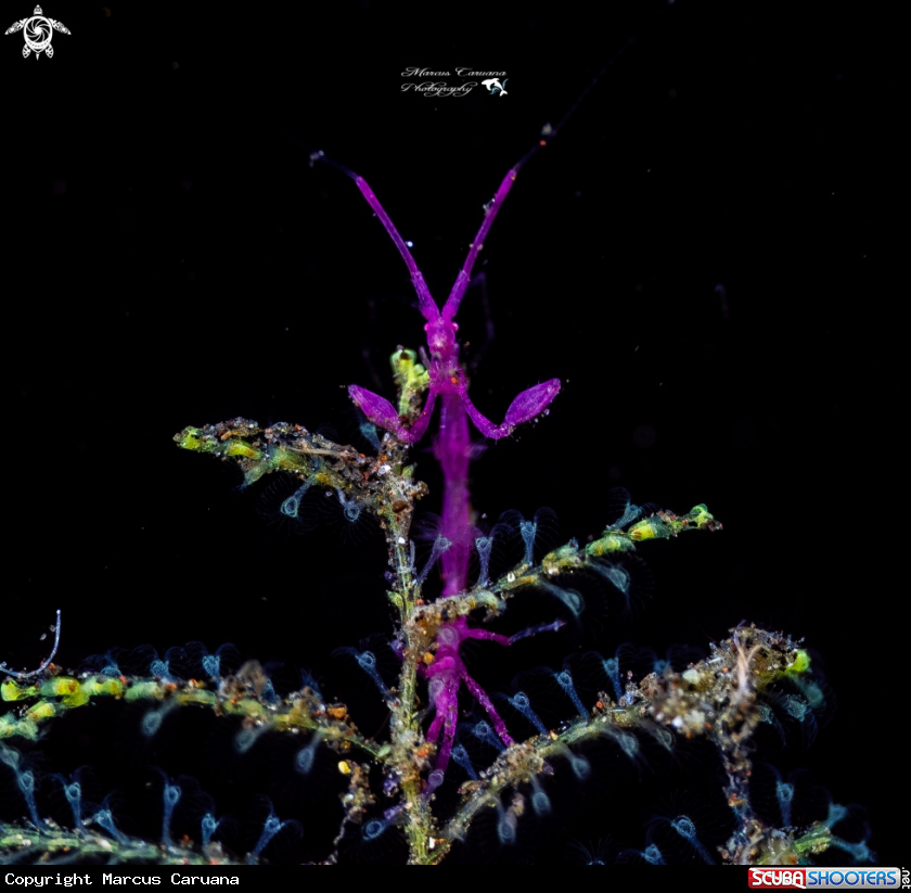 A Skeleton Shrimp