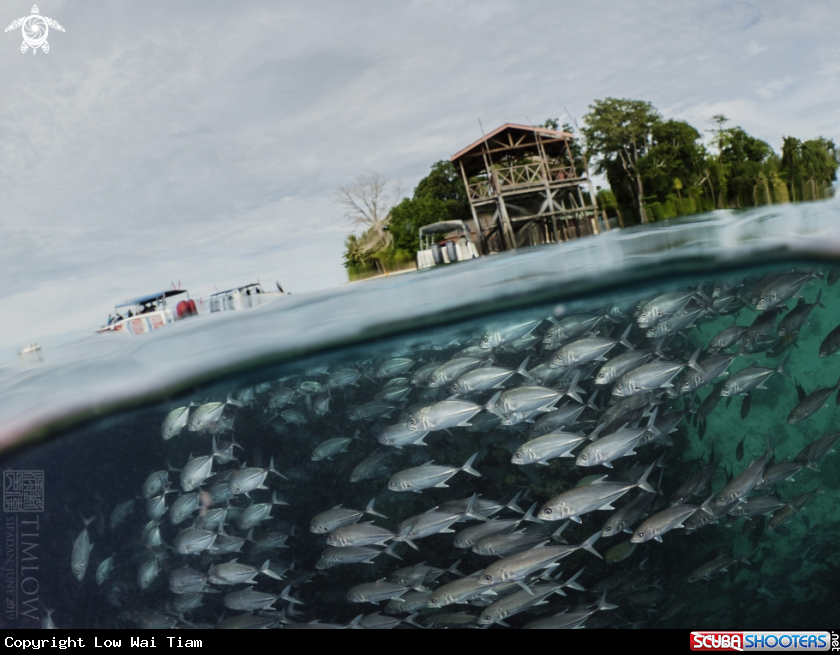 A Jackfish