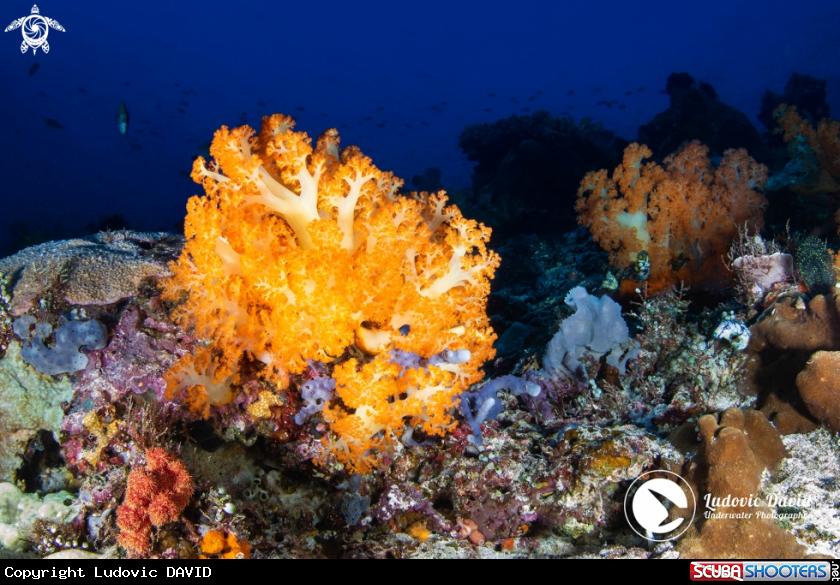 A Orange Soft Coral