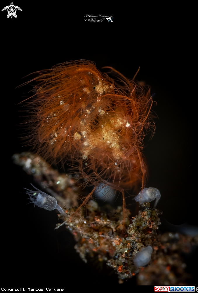 A Hairy Shrimp