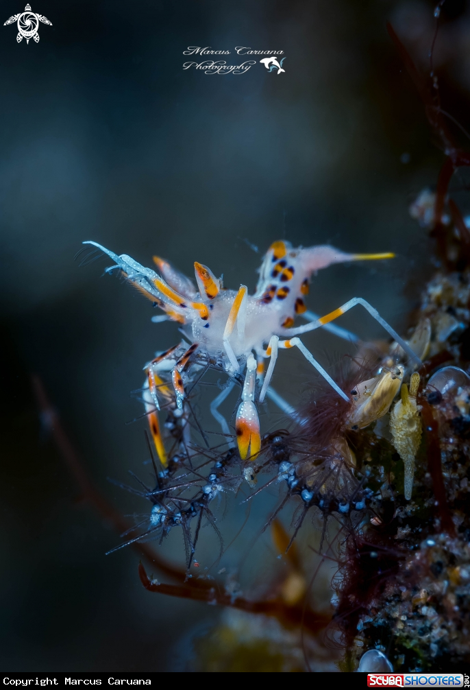 A Tiger Shrimp