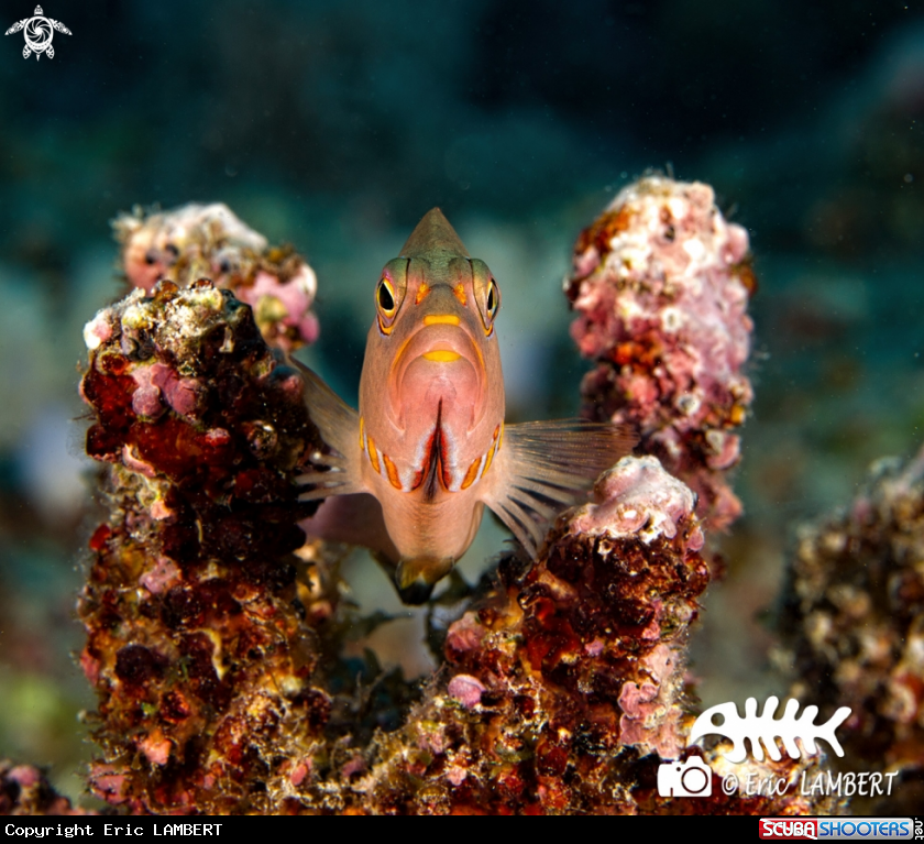 A Hawkfish