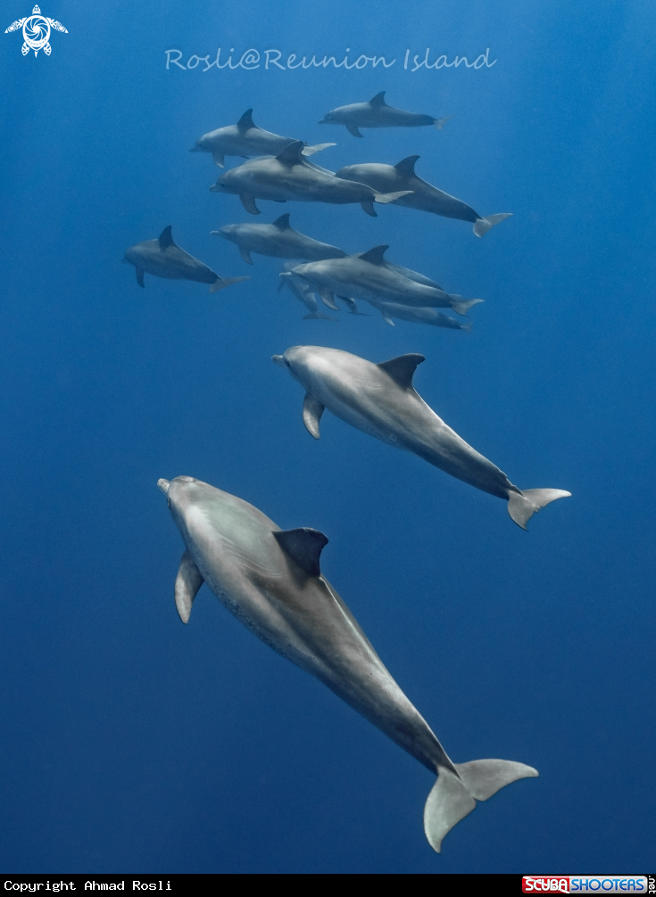 A Dolphin