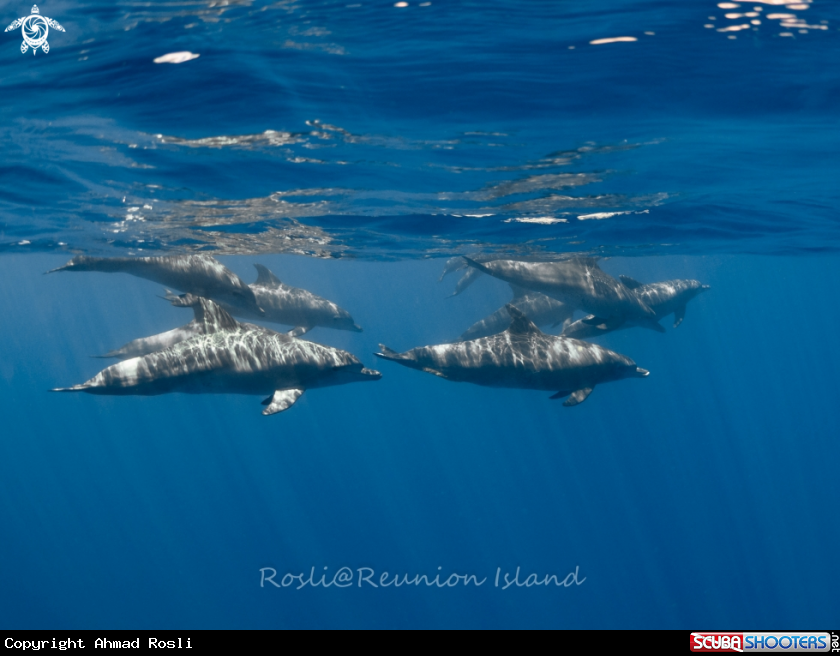 A Dolphin
