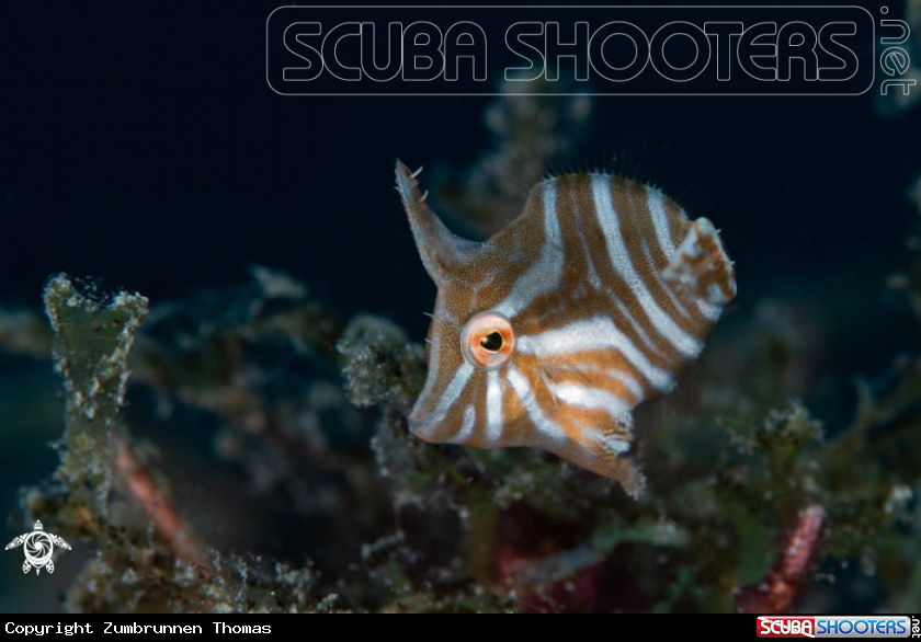 A Radial leatherjacket 