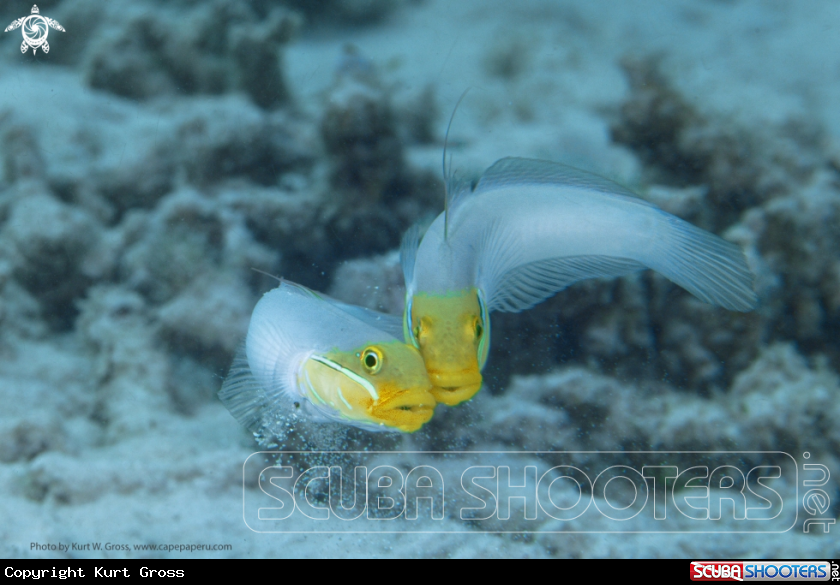 A Bluestreak Goby