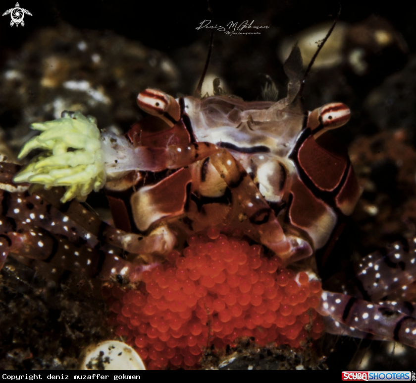 A Boxer Crab