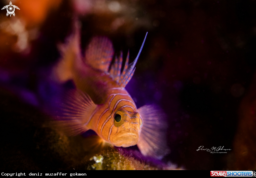 A Rusty goby