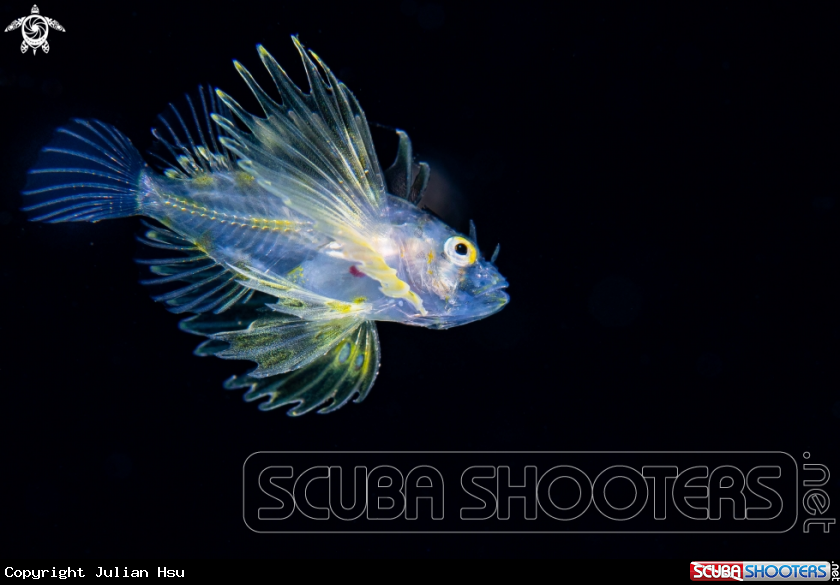A Lionfish