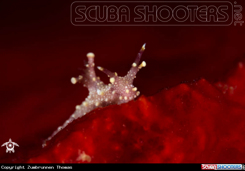 A Nudibranch 