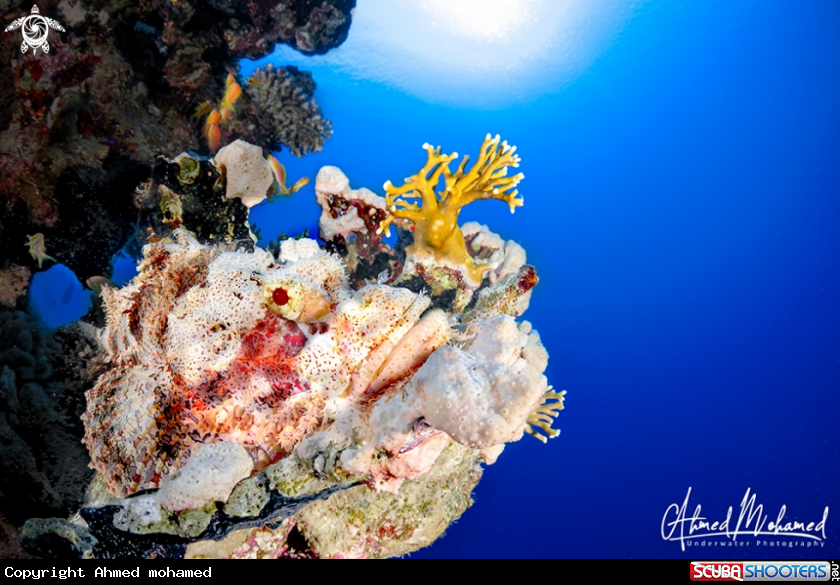 A Scorpion Fish 