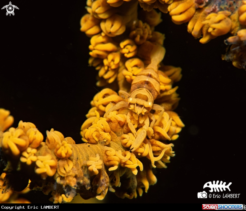 A Whip coral shrimp 