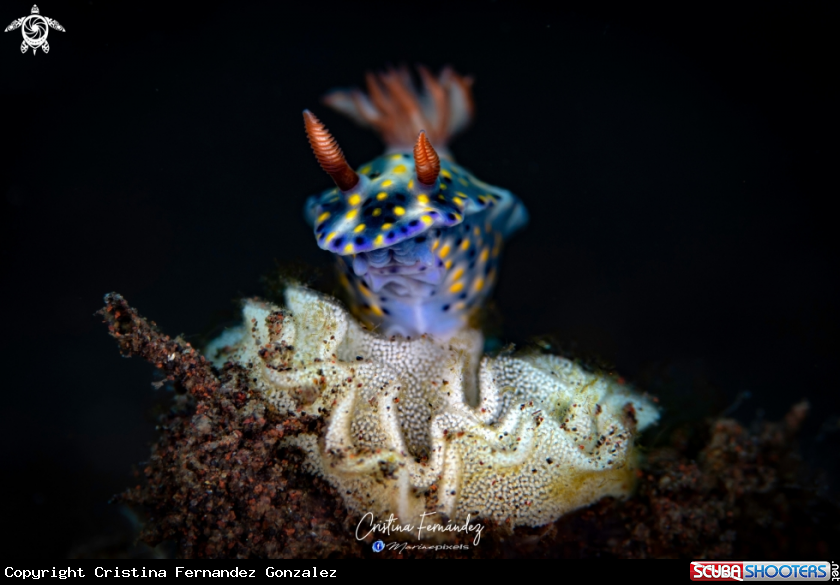 A Nudibranch