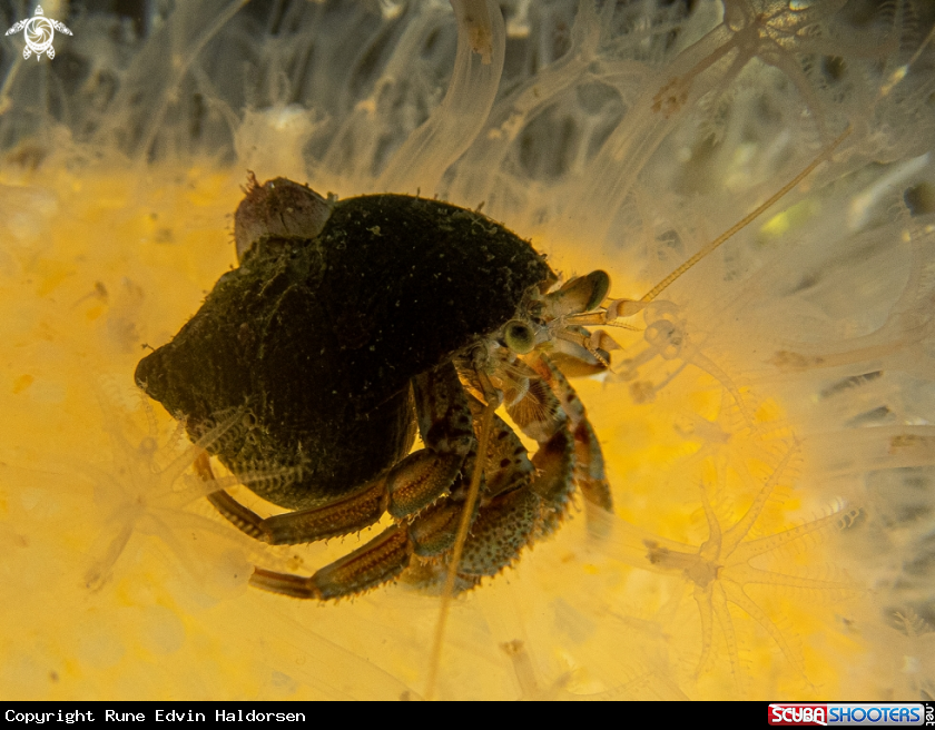 A Hermit crab