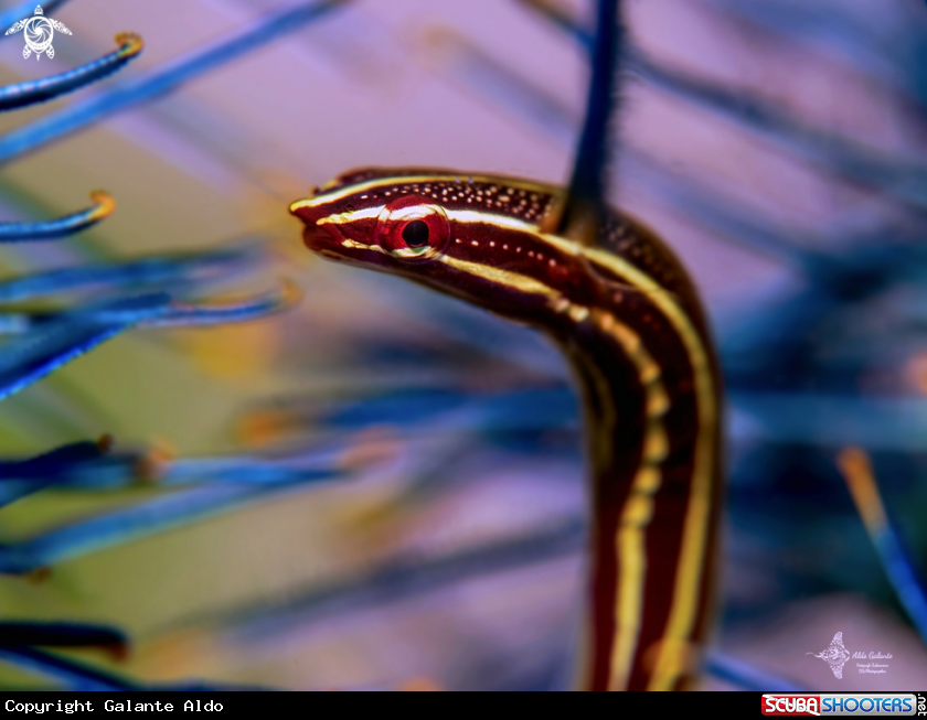 A Clingfish