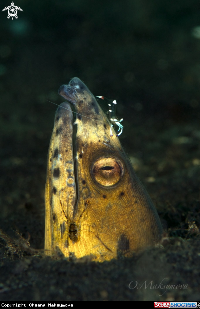 A Highfin snake eel (Ophichthus altipennis)