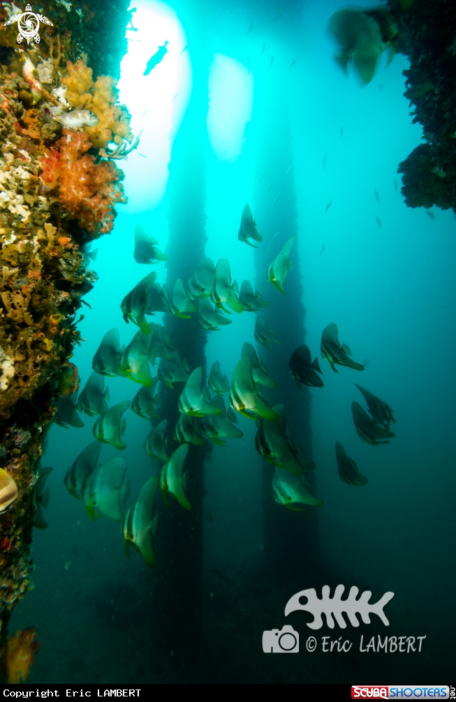 A Batfish school