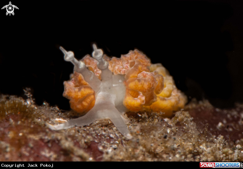 A Favorinus japonicus