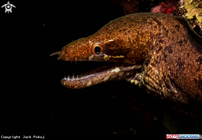 A Gymnothorax zonipectis