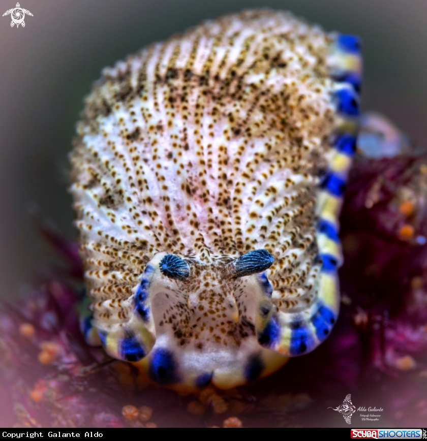 A Seaslug