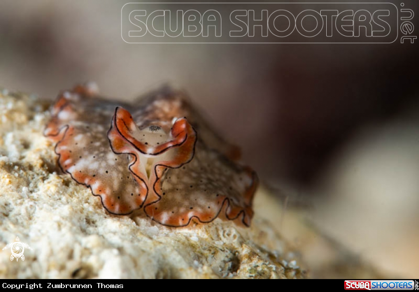 A Flatworm 