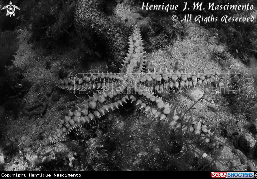 A sea star
