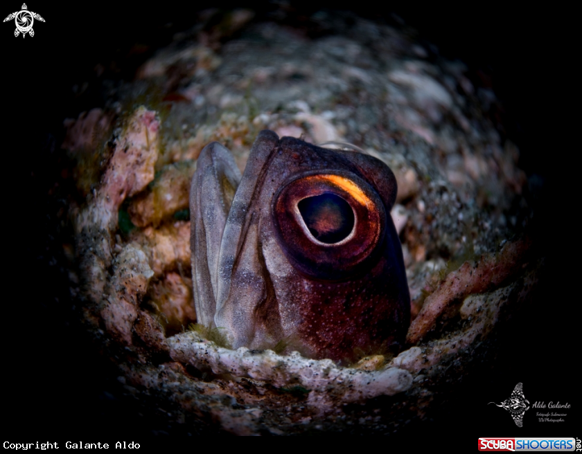 A Jawfish 