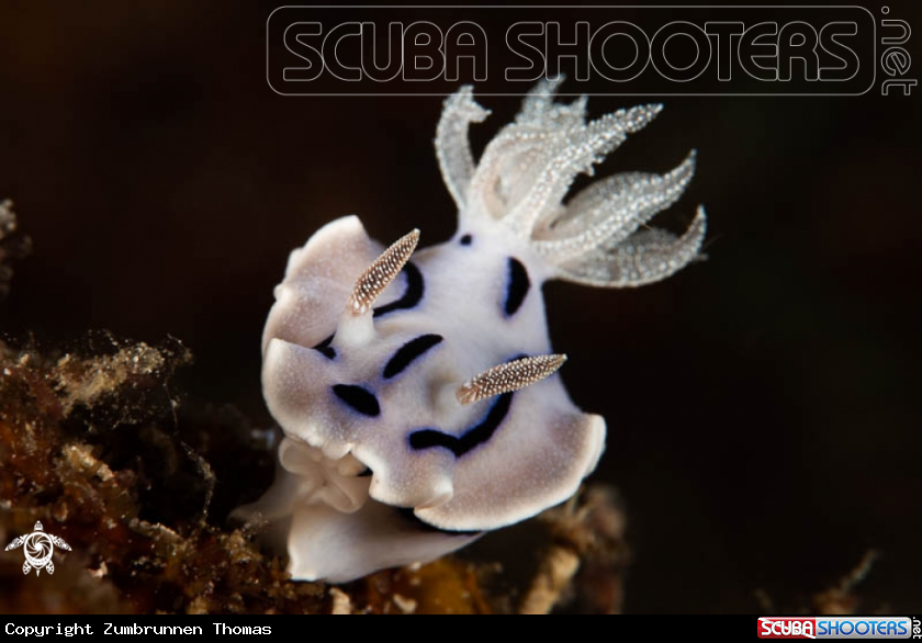 A Nudibranch 