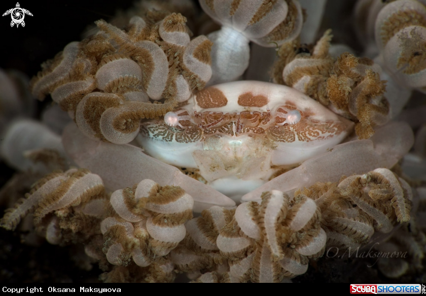 A Xenia swimming crab (Caphyra loevis)  