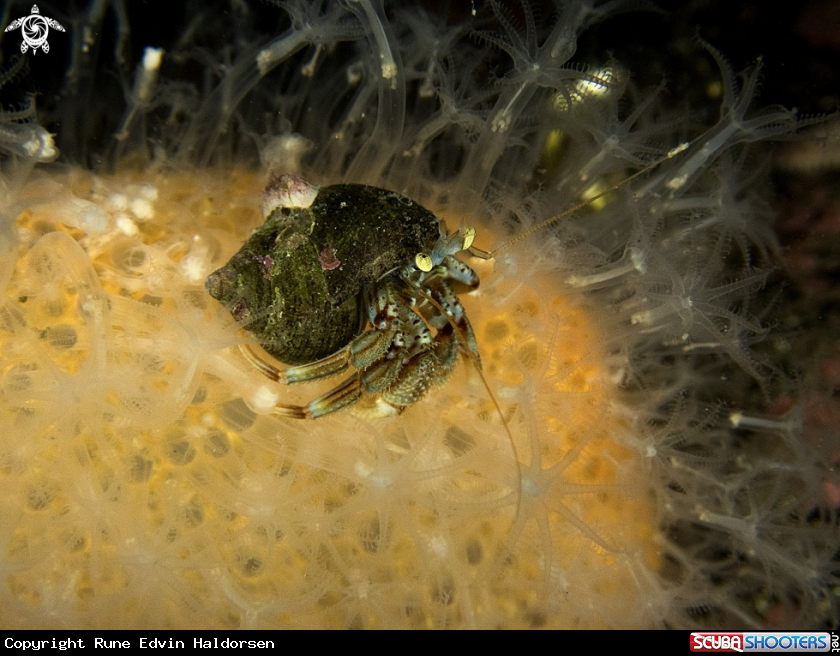 A Hermt crab