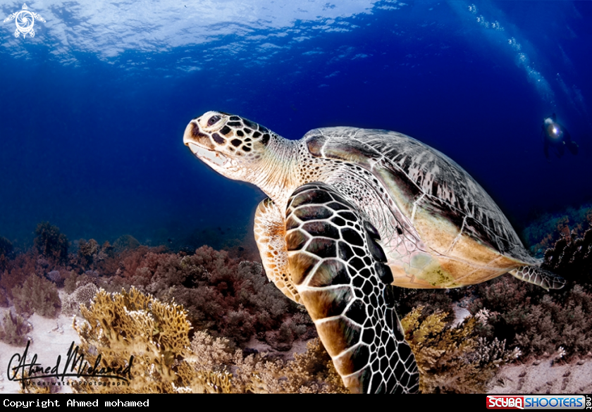 A Green Turtle 