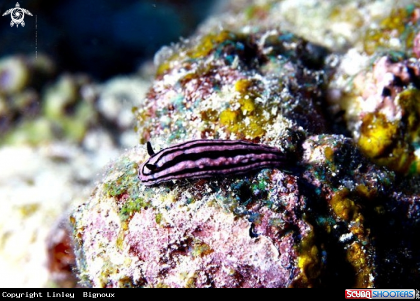 A Nudibranch