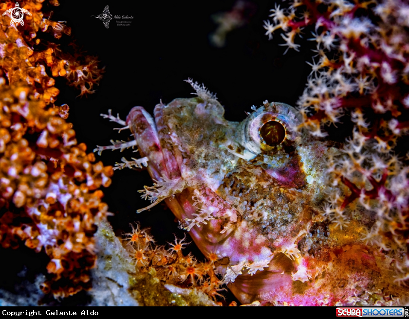 A Scorpionfish