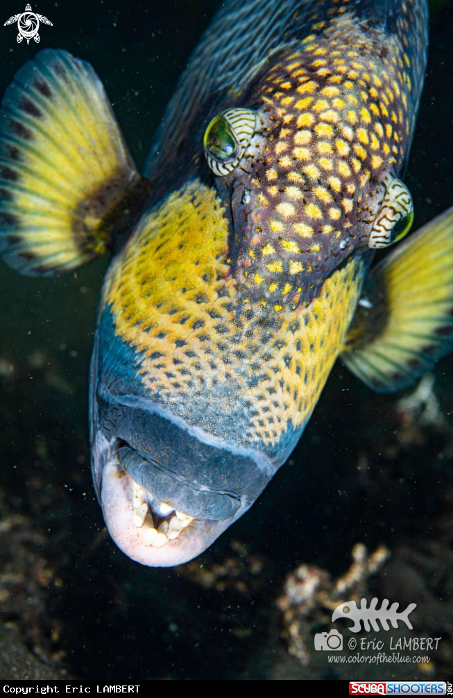 A Giant triggerfish 