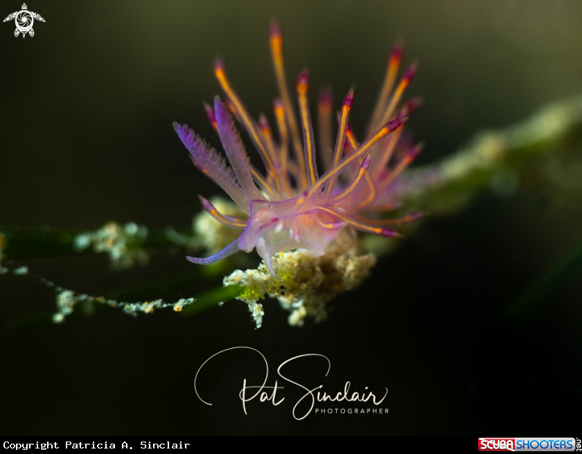 A nudibranch