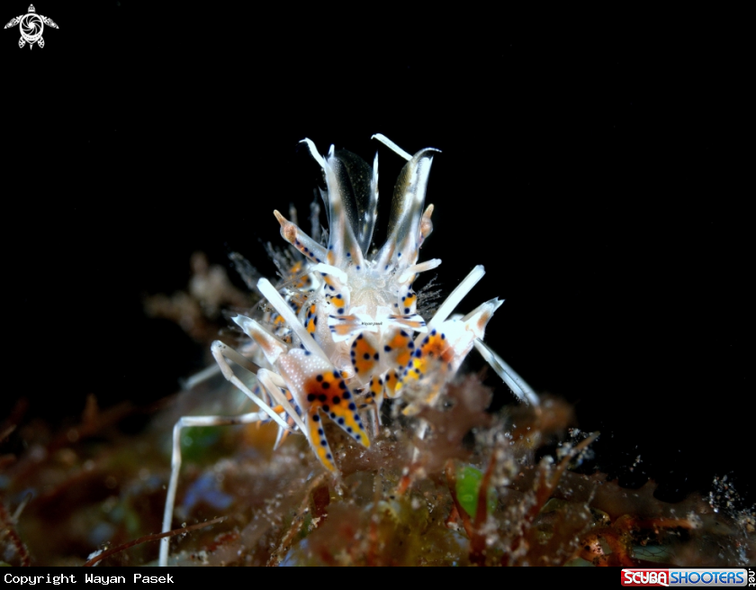A Tiger shrimp