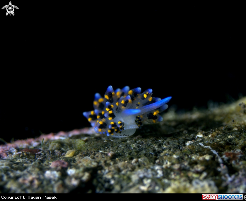 A Stiliger sp
