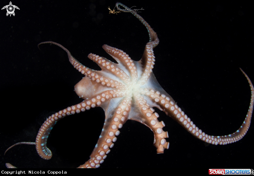 A octopus