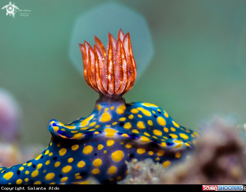 A Nudibranch