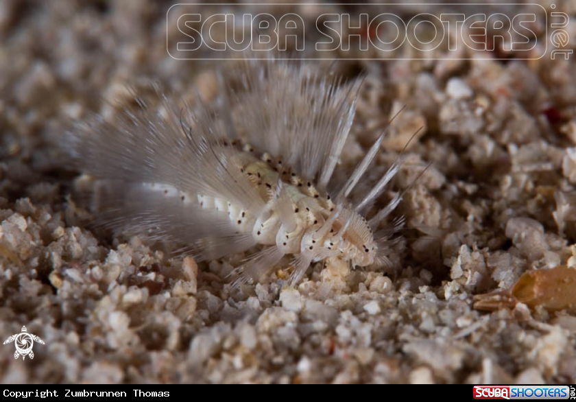 A Fireworm 