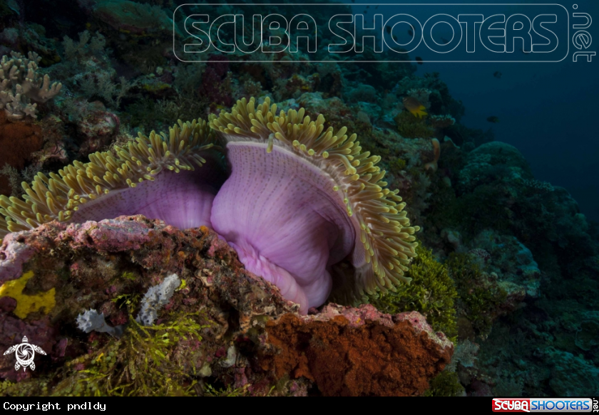 A underwater creature