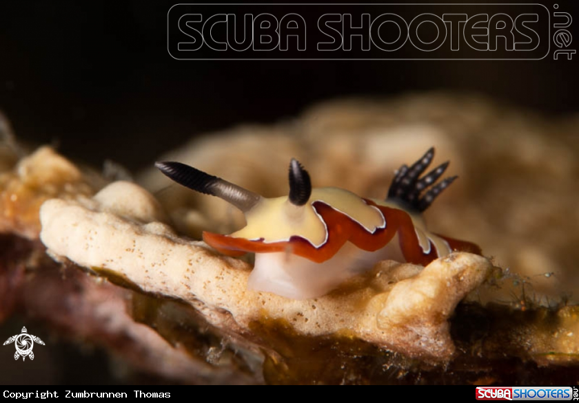 A Nudibranch 