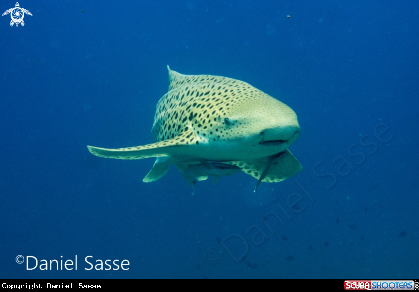 A Zebra Shark