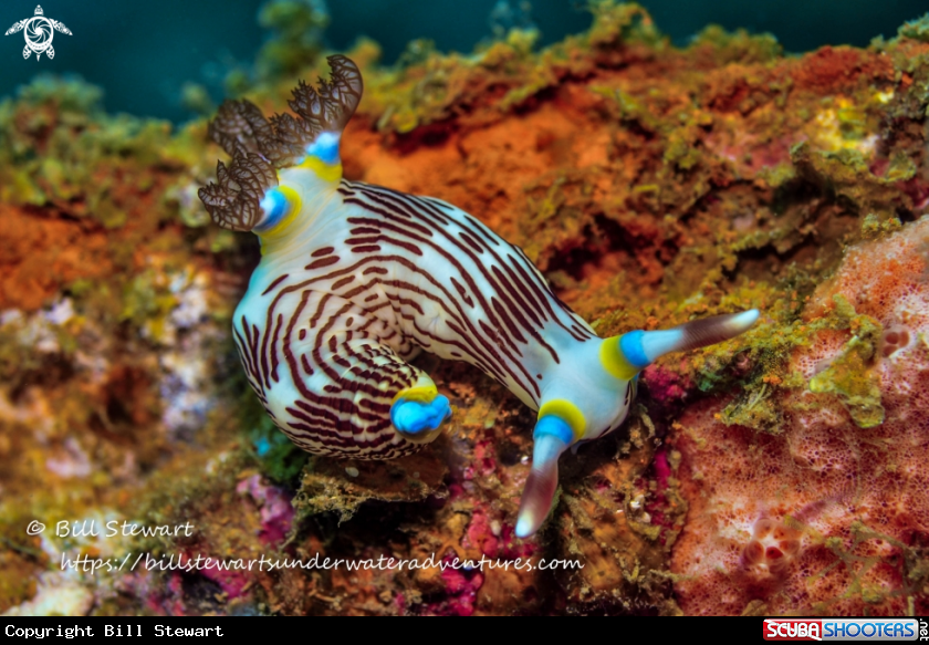 A Nudibranch
