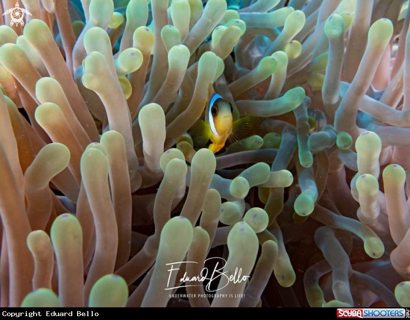 A Anemonefish