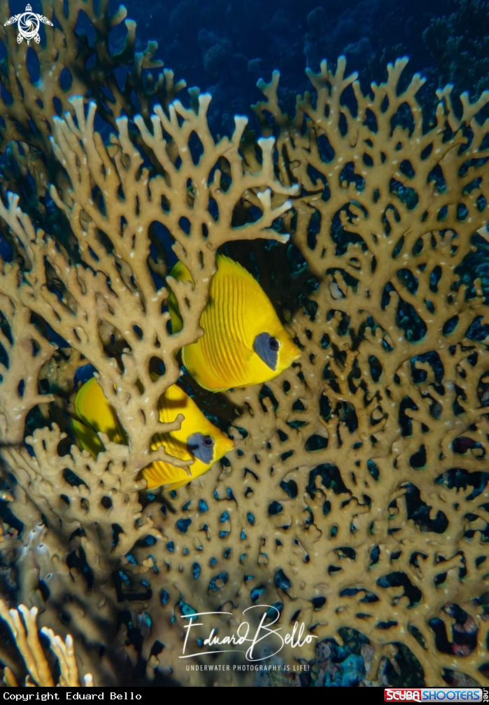 A Bluecheek Butterflyfish