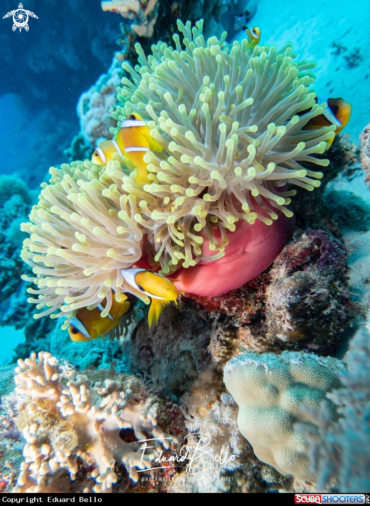 A Anemonefish