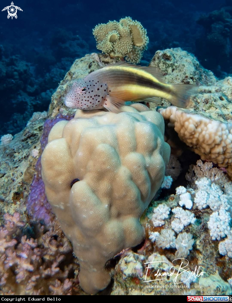 A Freckled Hawkfish