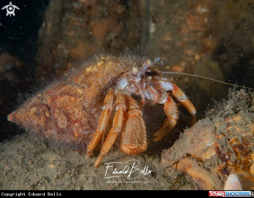 A Heremite crab