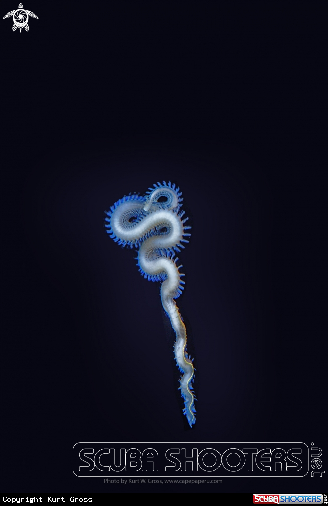A Worm